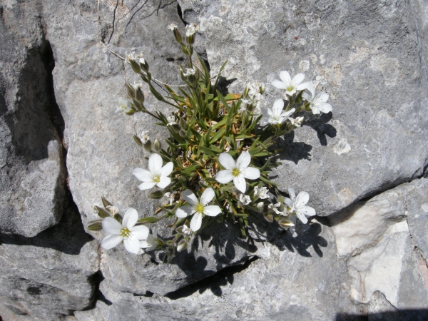 Mcneillia (=Minuartia) graminifolia subsp. rosanoi / Minuartia di Rosano